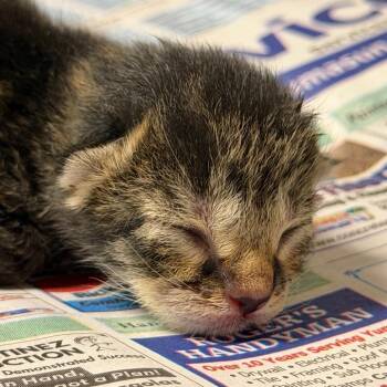 Ashley -  Domestic Short Hair Cat for Adoption in Yuma, Arizona - Ashley | PetCurious
