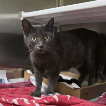 MISS GRUMBLES -  Domestic Short Hair Cat for Adoption in St. Louis, Missouri - MISS GRUMBLES | PetCurious