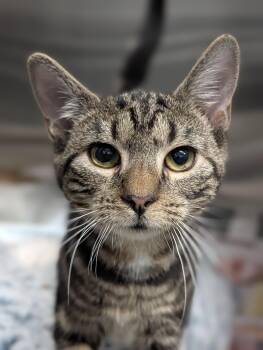 Minerva -  Domestic Short Hair Cat for Adoption in Plainfield, New Jersey - Minerva | PetCurious