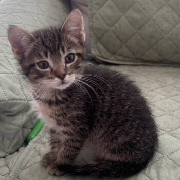 Flutie -  Domestic Short Hair Cat for Adoption in Harrisonburg, Virginia - Flutie | PetCurious