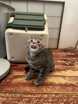 Norberta -  Domestic Short Hair Cat for Adoption in Trenton, New Jersey - Norberta | PetCurious