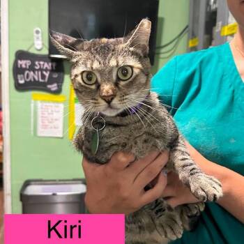 Kiri -  Domestic Short Hair Cat for Adoption in Tampa, Florida - Kiri | PetCurious