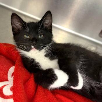 Tomatillo -  Domestic Short Hair Cat Available for Adoption in Marshall, Virginia - Tomatillo | PetCurious