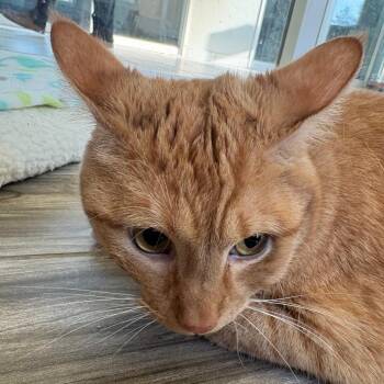 Finnigan -  Domestic Short Hair and Mixed Breed Cat for Adoption in West Des Moines, Iowa - Finnigan | PetCurious