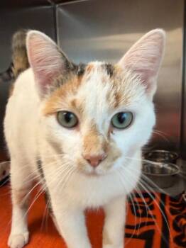 Winter -  Domestic Short Hair Cat for Adoption in Amery, Wisconsin - Winter | PetCurious