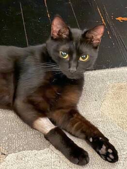 Dot -  Domestic Short Hair Cat for Adoption in Pittsburgh, Pennsylvania - Dot | PetCurious
