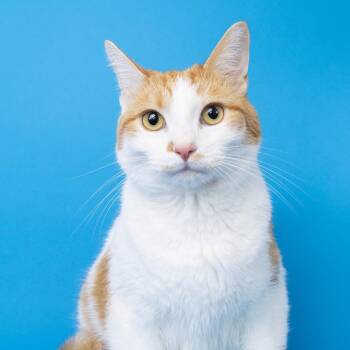 Colby Jack -  Domestic Short Hair Cat for Adoption in Franklin, Tennessee - Colby Jack | PetCurious