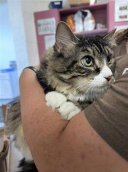 Rescue Norwegian Forest Cat and Domestic Short Hair Cats for Adoption in Largo, Florida - Nessa | PetCurious