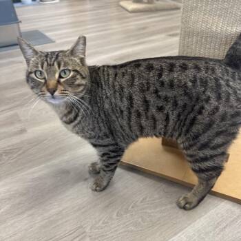 Domestic Short Hair Cats Available for Adoption - Tabitha | PetCurious