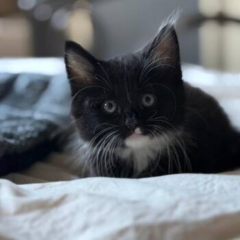 Pierre -  Domestic Long Hair Cat for Adoption in Los Angeles, California - Pierre | PetCurious