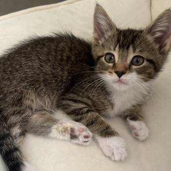 Trout -  Domestic Medium Hair Cat for Adoption in Keizer, Oregon - Trout | PetCurious