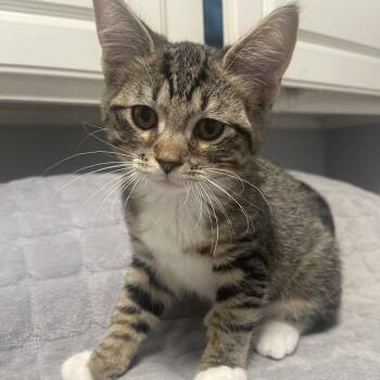 Boots -  Domestic Short Hair Cat for Adoption in Chino Hills, California - Boots | PetCurious