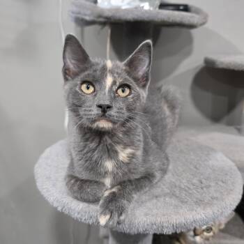 Rescue Dilute Tortoiseshell and Domestic Short Hair Cats for Adoption in Mastic, New York - Skye | PetCurious