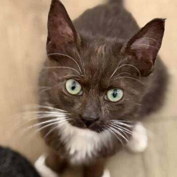 Domestic Short Hair Cats Available for Adoption - Cynthia | PetCurious