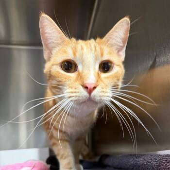 Carbuncle -  Domestic Short Hair Cat for Adoption in Tampa, Florida - Carbuncle | PetCurious