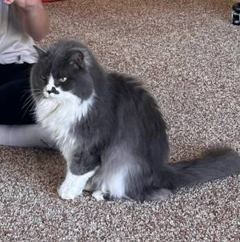 Domestic Long Hair Cats Available for Adoption - Daisy Courtesy Listing | PetCurious
