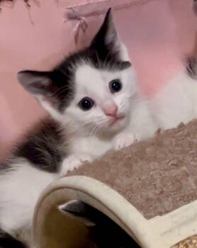 Domestic Short Hair Cats Available for Adoption in Philadelphia, Pennsylvania - Bisou | PetCurious