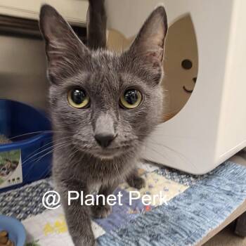 Melody -  Domestic Short Hair Cat for Adoption in Oshkosh, Wisconsin - Melody | PetCurious