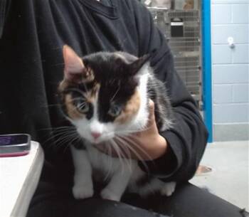 Domestic Short Hair Cats Available for Adoption in Albuquerque, New Mexico - YOONJI | PetCurious