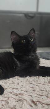 Gypsy -  Domestic Long Hair Cat for Adoption in Crystal Lake, Illinois - Gypsy | PetCurious