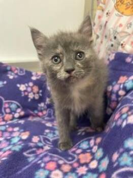 Nancy -  Dilute Tortoiseshell Cat for Adoption in Parlier, California - Nancy | PetCurious