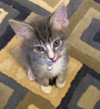 Rescue Tabby and Domestic Short Hair Cats for Adoption in Richardson, Texas - Royce | PetCurious