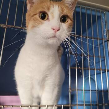 Rescue Domestic Short Hair Cats for Adoption in Morris, Minnesota - Mary Ellen | PetCurious