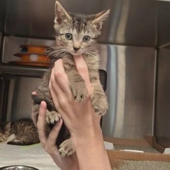 Kimba -  Domestic Short Hair Cat Available for Adoption in Voorhees Township, New Jersey - Kimba | PetCurious
