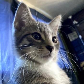Lake Ridge kitten 2 -  Domestic Short Hair Cat for Adoption in New York, New York - Lake Ridge Kitten 2 | PetCurious