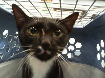A1266350 -  Domestic Short Hair Cat for Adoption in Charlotte, North Carolina - A1266350 | PetCurious
