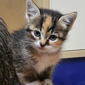 Biscuit C12164 -  Domestic Medium Hair Cat for Adoption - Biscuit C12164 | PetCurious