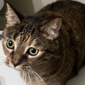 Ginny - Home to Home -  Domestic Short Hair Cat for Adoption in South Elgin, Illinois - Ginny - Home To Home | PetCurious