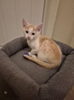 Denny -  Domestic Short Hair Cat for Adoption in Lancaster, California - Denny | PetCurious
