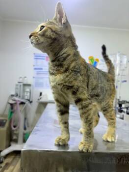Monkey — A Playful, Loving Girl -  Egyptian Mau Cat for Adoption in Toronto, Ontario - Monkey — A Playful, Loving Girl | PetCurious