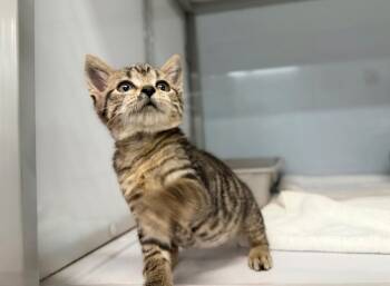 Narvi -  Domestic Short Hair Cat for Adoption in Raleigh, North Carolina - Narvi | PetCurious