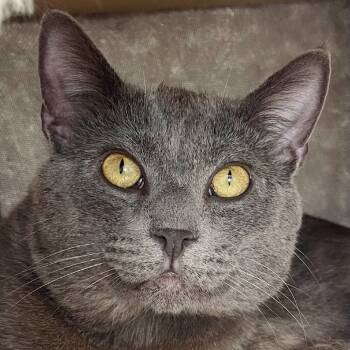 Rescue Domestic Short Hair Cats for Adoption in Riverwoods, Illinois - Piccadilly | PetCurious