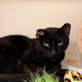 Franco -  Domestic Short Hair Cat for Adoption in Philadelphia, Pennsylvania - Franco | PetCurious