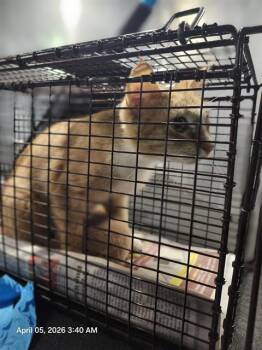 Domestic Short Hair Cats Available for Adoption - LAYLA | PetCurious