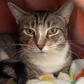Farrah -  Domestic Short Hair Cat for Adoption in Redwood City, California - Farrah | PetCurious