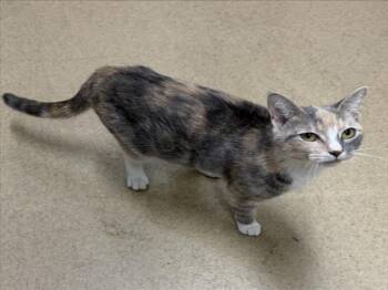 SANTA CRUZ -  Domestic Short Hair Cat for Adoption in Derwood, Maryland - SANTA CRUZ | PetCurious