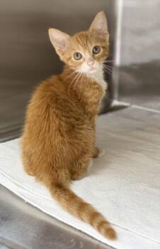 Dwayne -  Domestic Short Hair Cat for Adoption in Pawleys Island, South Carolina - Dwayne | PetCurious