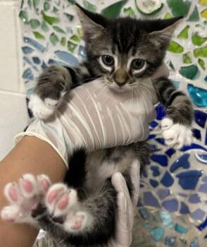 MIDGE -  Domestic Short Hair Cat for Adoption in Pensacola, Florida - MIDGE | PetCurious