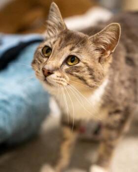 Kuso -  Domestic Short Hair Cat for Adoption in Pequot Lakes, Minnesota - Kuso | PetCurious