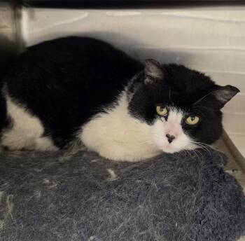 UNO -  Domestic Short Hair Cat for Adoption in Anchorage, Alaska - UNO | PetCurious