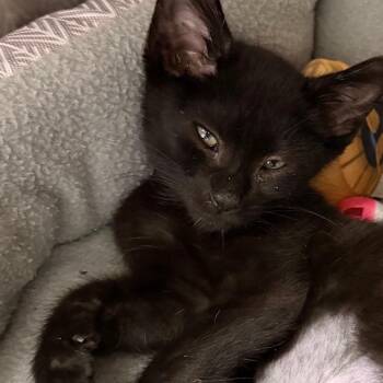 Bamm Bamm -  Domestic Short Hair Cat for Adoption in Belleville, Illinois - Bamm Bamm | PetCurious