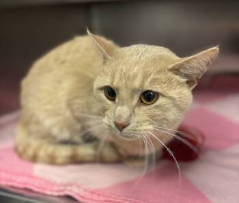 Rescue Domestic Short Hair Cats for Adoption in Sheboygan, Wisconsin - Snugglebug | PetCurious