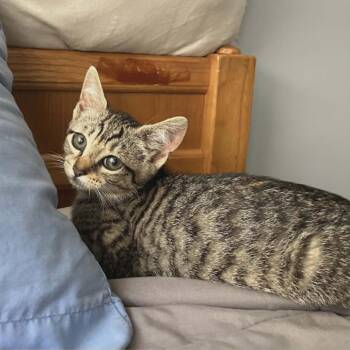 Stevie (paired with a sibling) -  Domestic Short Hair Cat for Adoption in Reisterstown, Maryland - Stevie (paired With A Sibling) | PetCurious