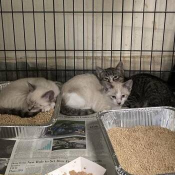 Johnny B. Goode -  Domestic Short Hair Cat for Adoption in Long Beach, California - Johnny B. Goode | PetCurious