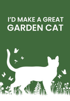 Rescue Domestic Medium Hair Cats for Adoption in Milpitas, California - Garden Fluff Puff | PetCurious