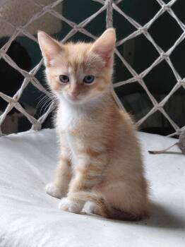 Leonard -  Domestic Short Hair Cat for Adoption in Montello, Wisconsin - Leonard | PetCurious